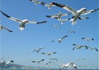 4 - Gannets viewed from boat.jpg